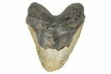 Bargain, Fossil Megalodon Tooth - Feeding Worn Tip #188215-1